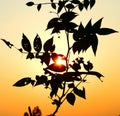 Silhouette leaves of a tree with afternoon sunlights