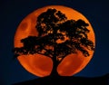 Lebanese Cedar in front of full Orange Moon under the southern cross beautiful dark blue skies