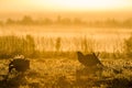 Silhouette of Lekking Black Grouse ( Lyrurus tetrix) against the dawn sky. Early morning Backlight. Birkhuhn, black grouse (Tetrao Royalty Free Stock Photo