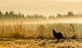 Silhouette of Lekking Black Grouse ( Lyrurus tetrix) against the dawn sky. Early morning Backlight. Birkhuhn, black grouse (Tetrao Royalty Free Stock Photo