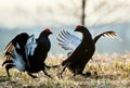 Silhouette of Lekking Black Grouse ( Lyrurus tetrix) against the dawn sky. Early morning Backlight. Birkhuhn, black grouse (Tetrao Royalty Free Stock Photo