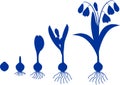 Silhouette of life cycle of Siberian squill or Scilla siberica Royalty Free Stock Photo