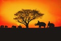 Silhouette, Lifestyle of people and elephants