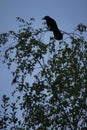 Silhouette-like perched crow, on the top branches of a birch tree, blue background, in early spring is a crow observing