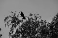 Silhouette-like perched on the top branches of a birch tree, in early spring is a crow observing the environment, shown in silhoue