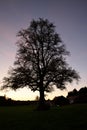 Silhouette of a lime tree in a field during sunset Royalty Free Stock Photo