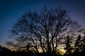 silhouette of lime tree at sunset