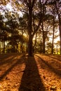 Silhouette line of pine tree in the pine forest.