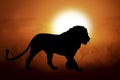 Silhouette of a lion in sunset