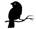 Silhouette - little bird sitting on a branch vector illustration for logo or icon. Spring has come - a bird has arrived and is sit Royalty Free Stock Photo