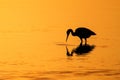 Silhouette of Little Blue Heron at sunset Royalty Free Stock Photo