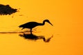 Silhouette of Little Blue Heron at sunset Royalty Free Stock Photo