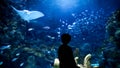 Silhouette of little boy looking on fishes and sharks swimming in big aquarium at zoo. 23rd of March, 2023, Istanbul, Turkey, Sea