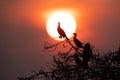 Silhouette Of Little Cormorant During Sunset At Bhigwan Bird Sanctuary Maharashtra