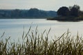 Silhouette of a little lake overgrown with dense green vegetation of bulrush, cane and willows on river bank, summer landscape