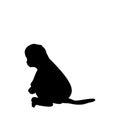 Silhouette of little Monkey. Cute young animal Royalty Free Stock Photo