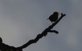 Silhouette of a little singing bird on a branch