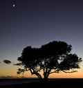 Silhouette of a live oak tree at sunset with the moon, Venus and Jupiter above.