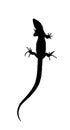 Silhouette of a lizard that creeps. Vector Illustration.