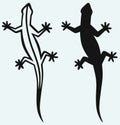 Silhouette lizard