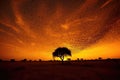 silhouette of locust swarm against african sunset