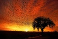 silhouette of locust swarm against african sunset