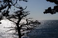 The silhouette of Lone Cypress, seen from the 17 Mile Drive in Pebble Beach of Monterey Peninsula. California Royalty Free Stock Photo