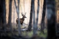 silhouette of a lone deer in a forest clearing