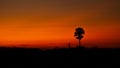 Silhouette of a lone Palmyrah tree against the reddish orange dawn sky Royalty Free Stock Photo