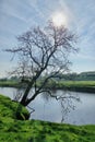 A silhouette of a lone tree on the bank of a river Royalty Free Stock Photo