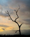 Silhouette lone tree under the evening sky