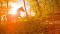 SILHOUETTE: Lone wild horse walks around the fall colored forest at sunrise.