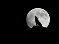 Silhouette of a Wolf Howling at the Full Moon Royalty Free Stock Photo