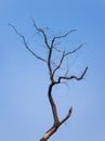 Silhouette of lonely bare tree isolated on blue sky background. Abstract dry willow branches, dramatic natural texture. Dead