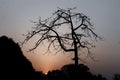 Silhouette of a lonely bare tree and shrubs at sunset Royalty Free Stock Photo