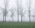 silhouette of lonely bicycle and bare winter trees along country road in the netherlands Royalty Free Stock Photo