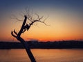 Silhouette of lonely dry tree over sunset sky background. Abstract bare willow branches, dramatic scene near lake and a city on