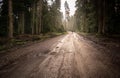 Man walk on a dirt road in a forest among tall green trees illuminated by the sunrise sun Royalty Free Stock Photo