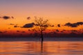 Silhouette of lonely mangrove tree in lake with twilight light in morning at Pakpra Royalty Free Stock Photo