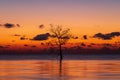 Silhouette of lonely mangrove tree in lake with twilight light in morning at Pakpra