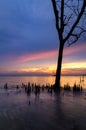 Silhouette lonely mangrove tree over stunning sunset background Royalty Free Stock Photo