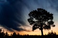 Silhouette of a lonely pine tree on the background of a tragic sunset Royalty Free Stock Photo