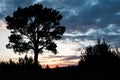 Silhouette of a lonely tree against a cloudy sky during sunset and grass Royalty Free Stock Photo