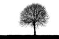 Silhouette of a lonely tree Royalty Free Stock Photo