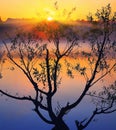 Silhouette of lonely tree growing in a pond at sunrise Royalty Free Stock Photo