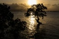 Silhouette of a lonely tree in the ocean Royalty Free Stock Photo