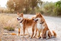 Silhouette loving dog couple