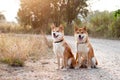 Silhouette loving dog couple