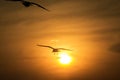 Seagulls in flight silhouetted against sunset. Royalty Free Stock Photo