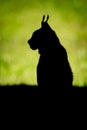 Silhouette of lynx on grass in profile